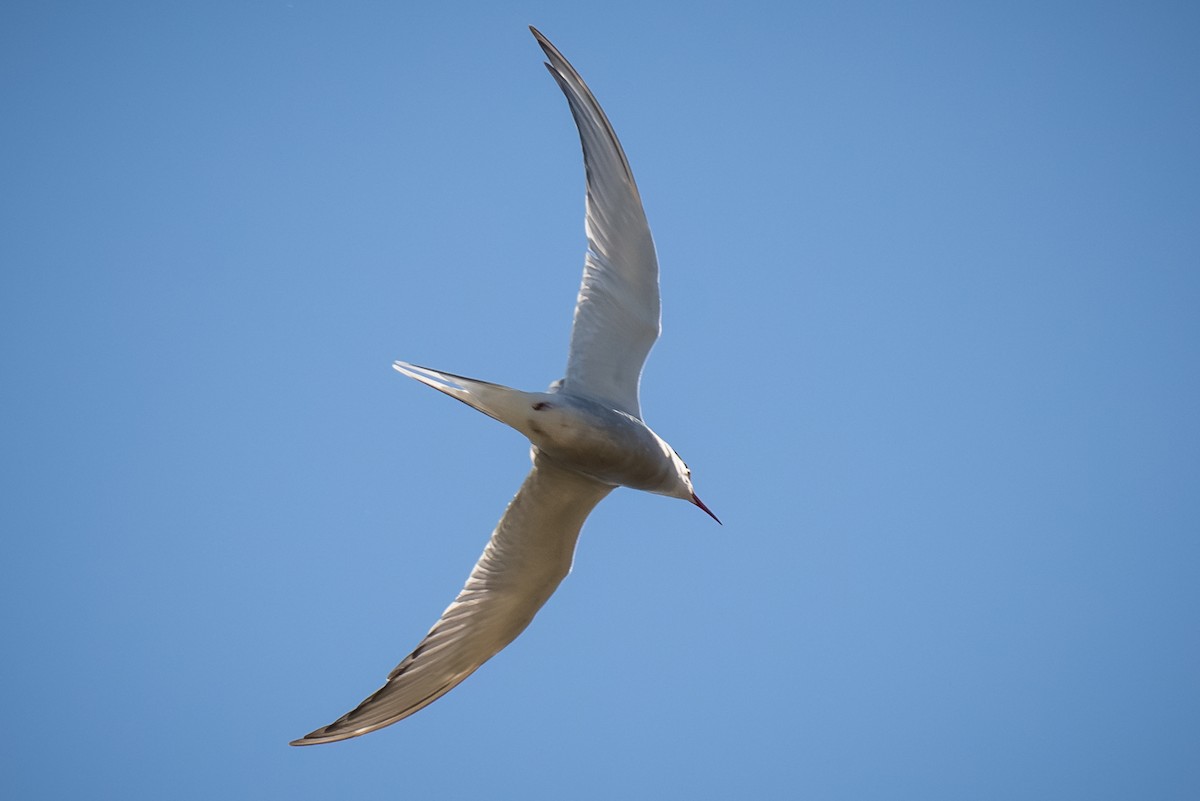 Arctic Tern - ML620155971