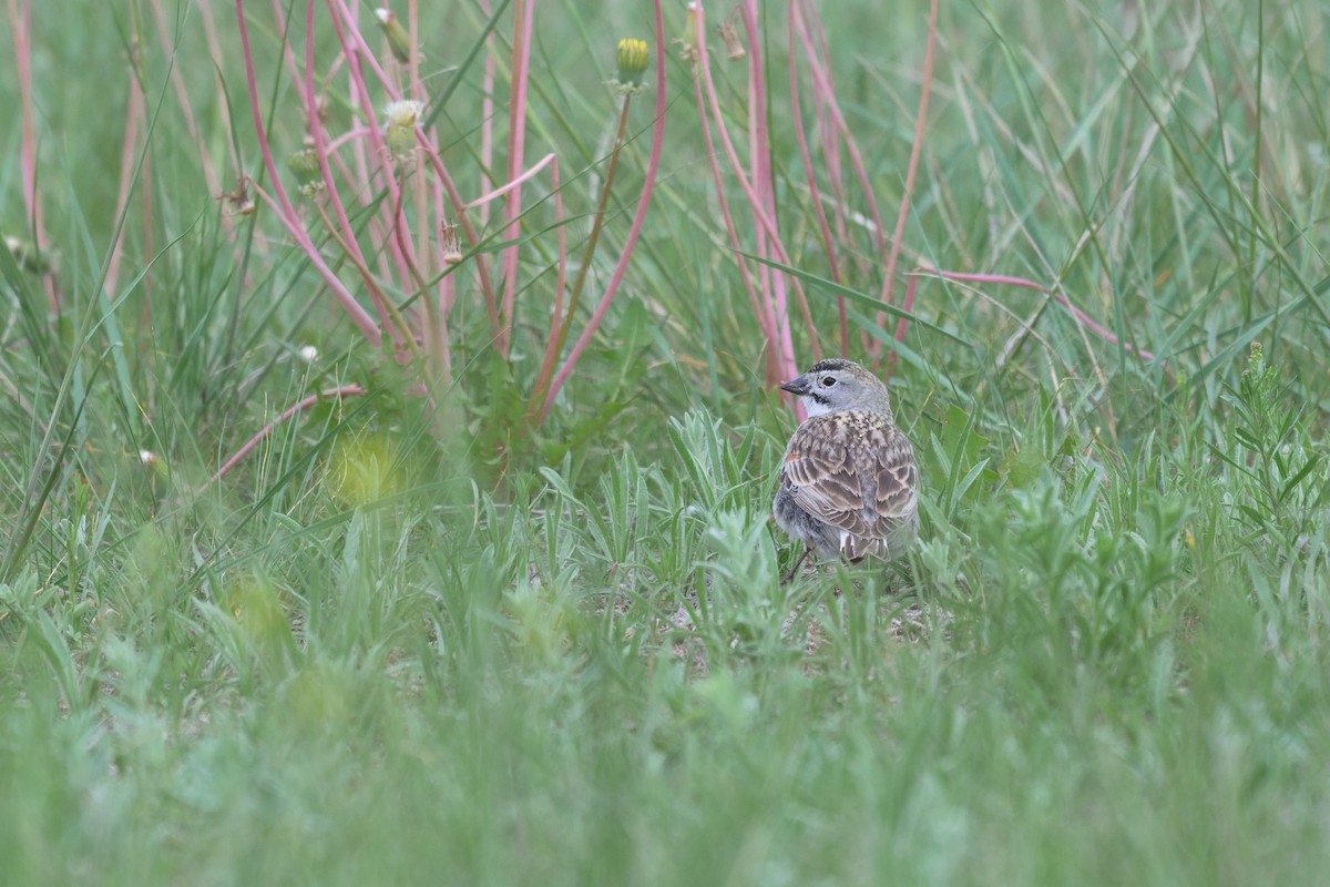 Thick-billed Longspur - ML620155977