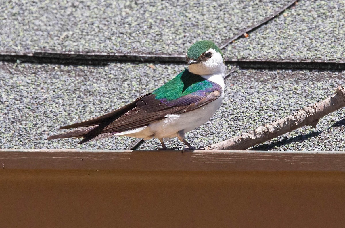 Violet-green Swallow - ML620155982