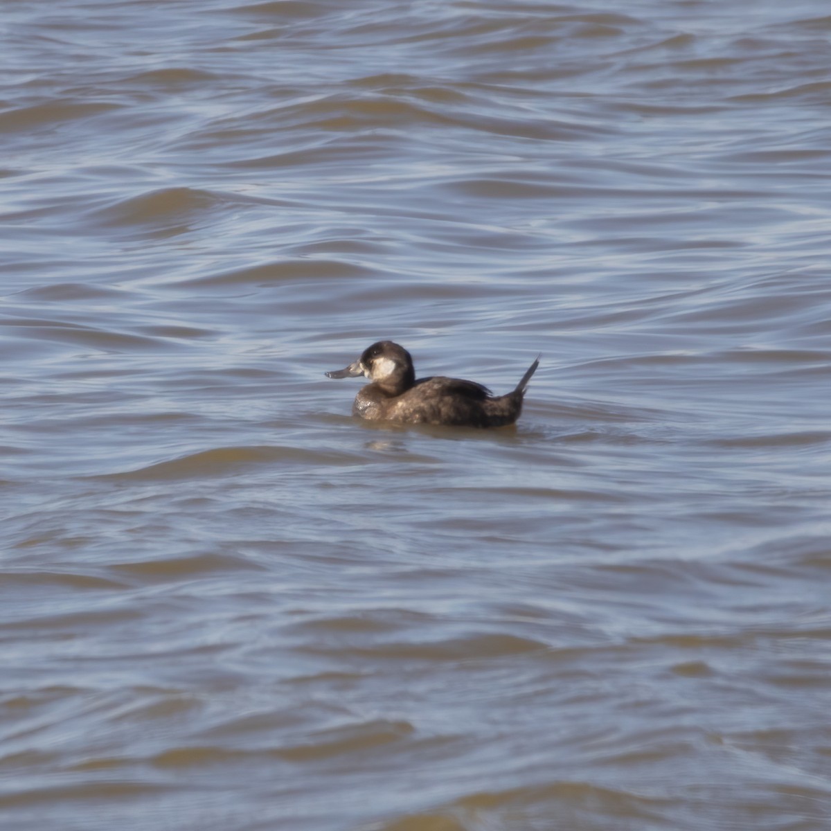 Ruddy Duck - ML620155986