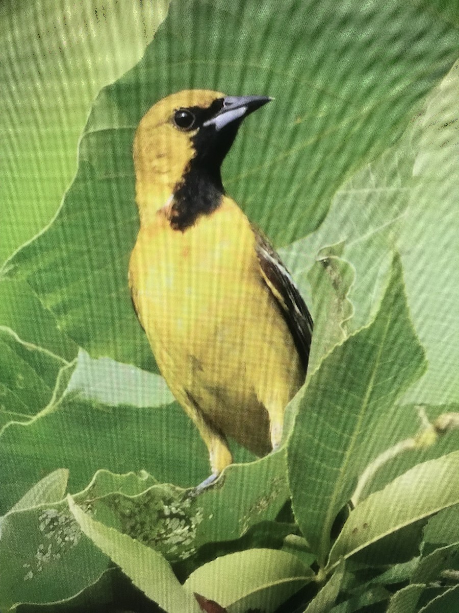 Orchard Oriole - ML620155995