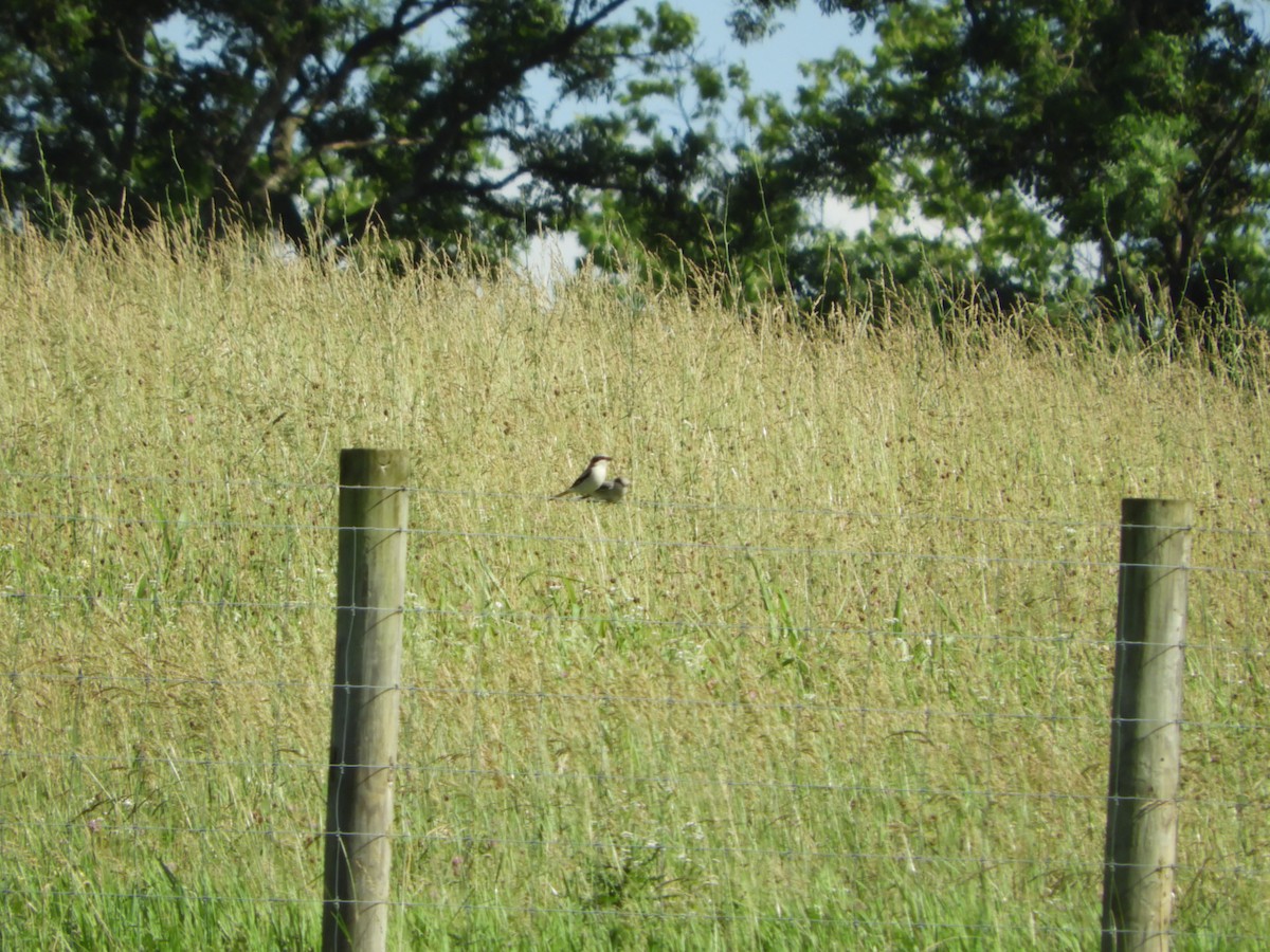 Loggerhead Shrike - ML620156021