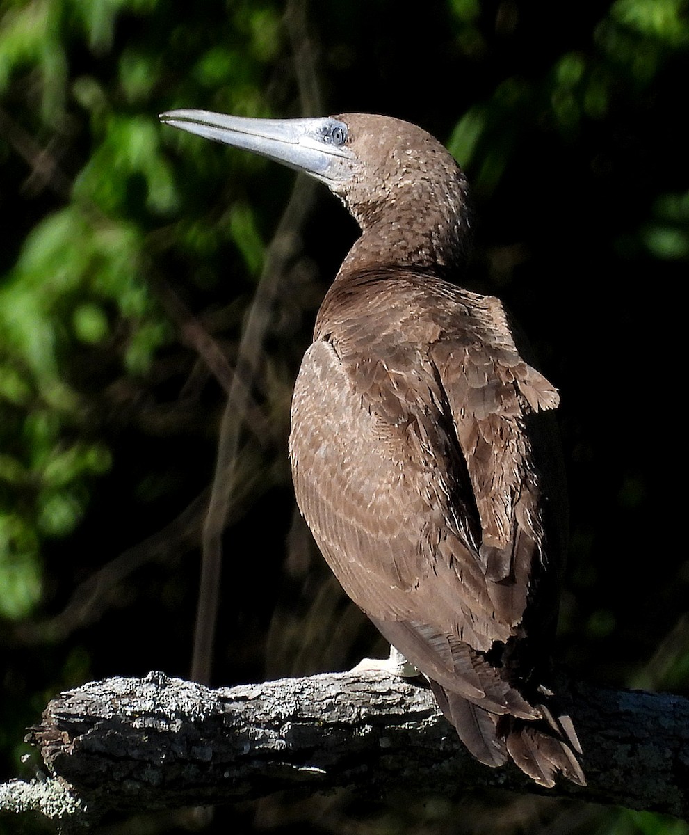 Brown Booby - ML620156023