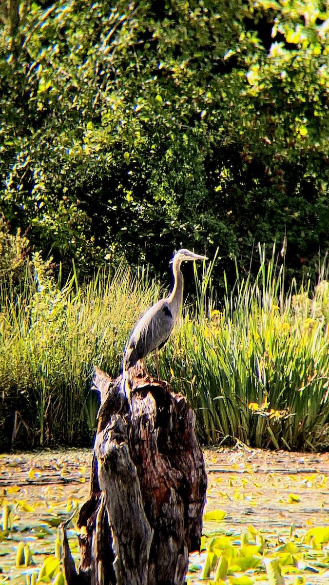 Great Blue Heron - ML620156029