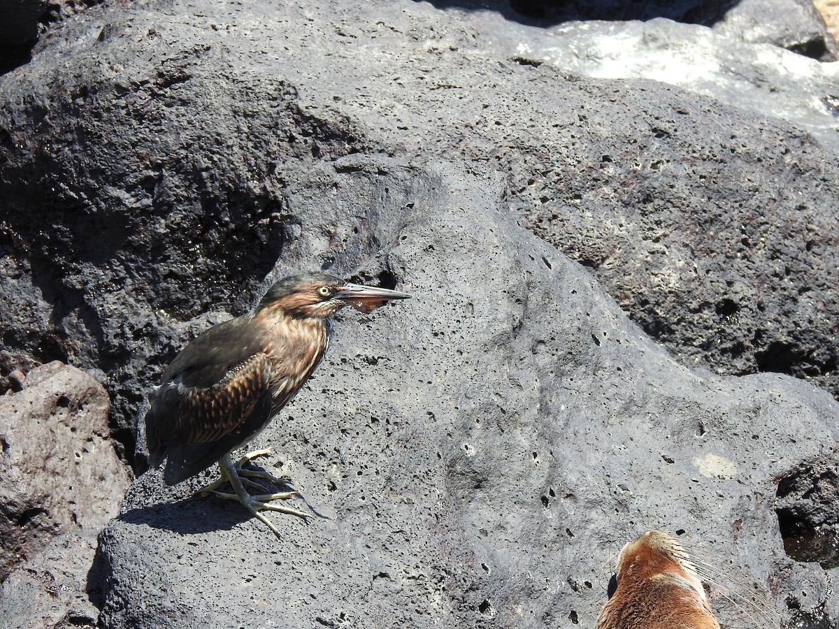 Striated Heron (Galapagos) - ML620156033