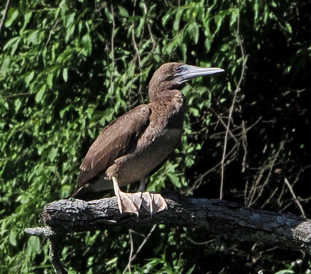 Brown Booby - Patricia Rettig