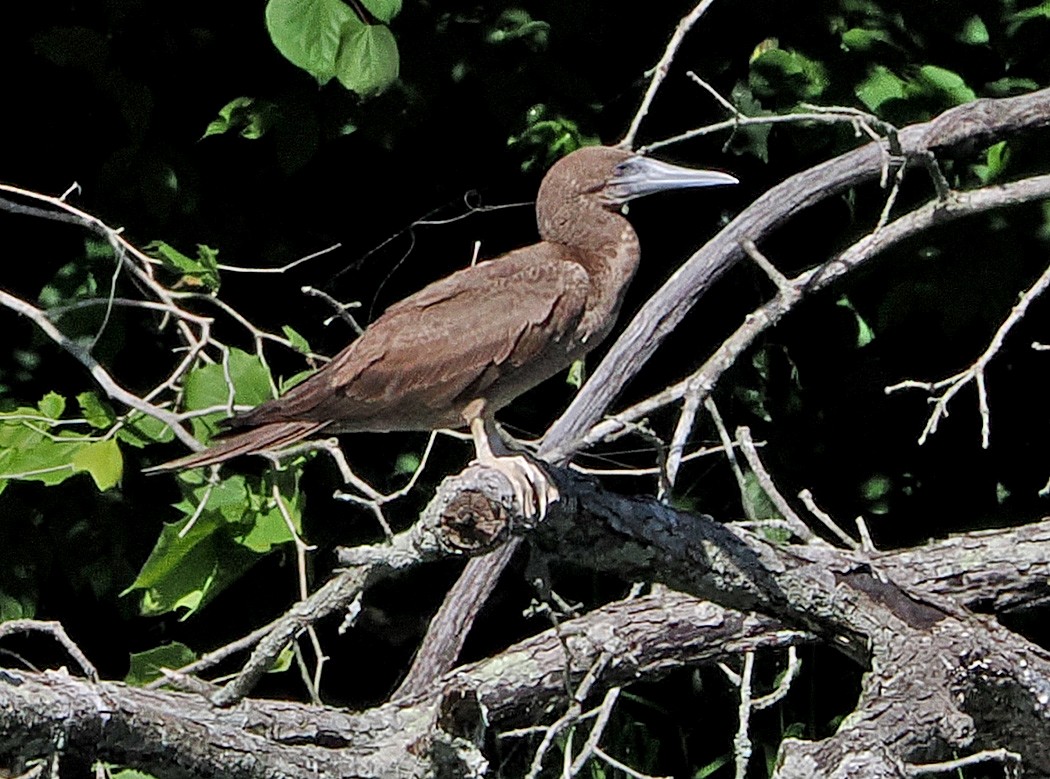 Brown Booby - ML620156035