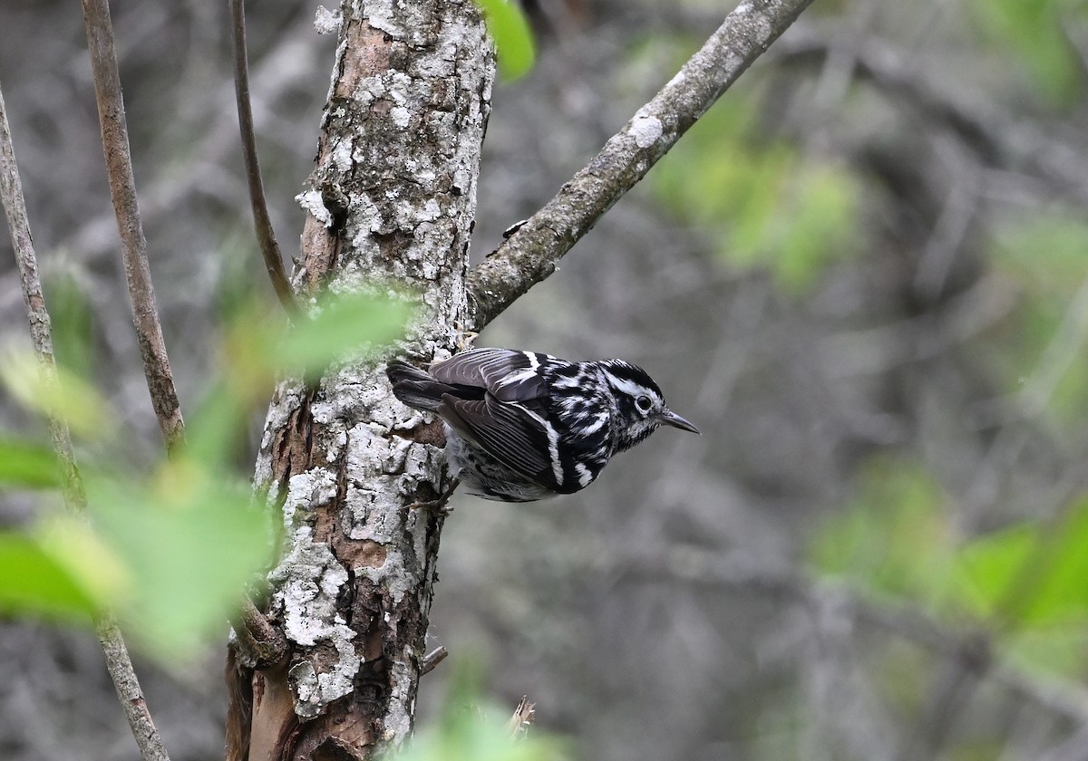 Black-and-white Warbler - ML620156037