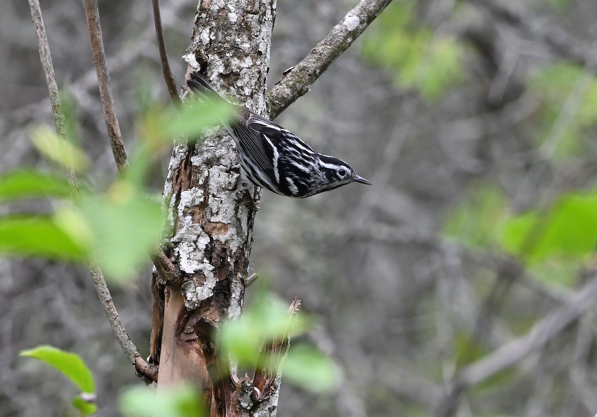Black-and-white Warbler - ML620156038