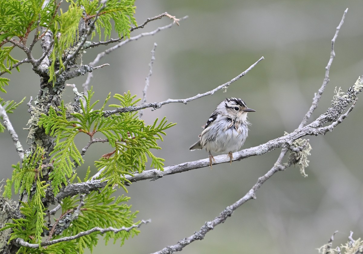 Black-and-white Warbler - ML620156039