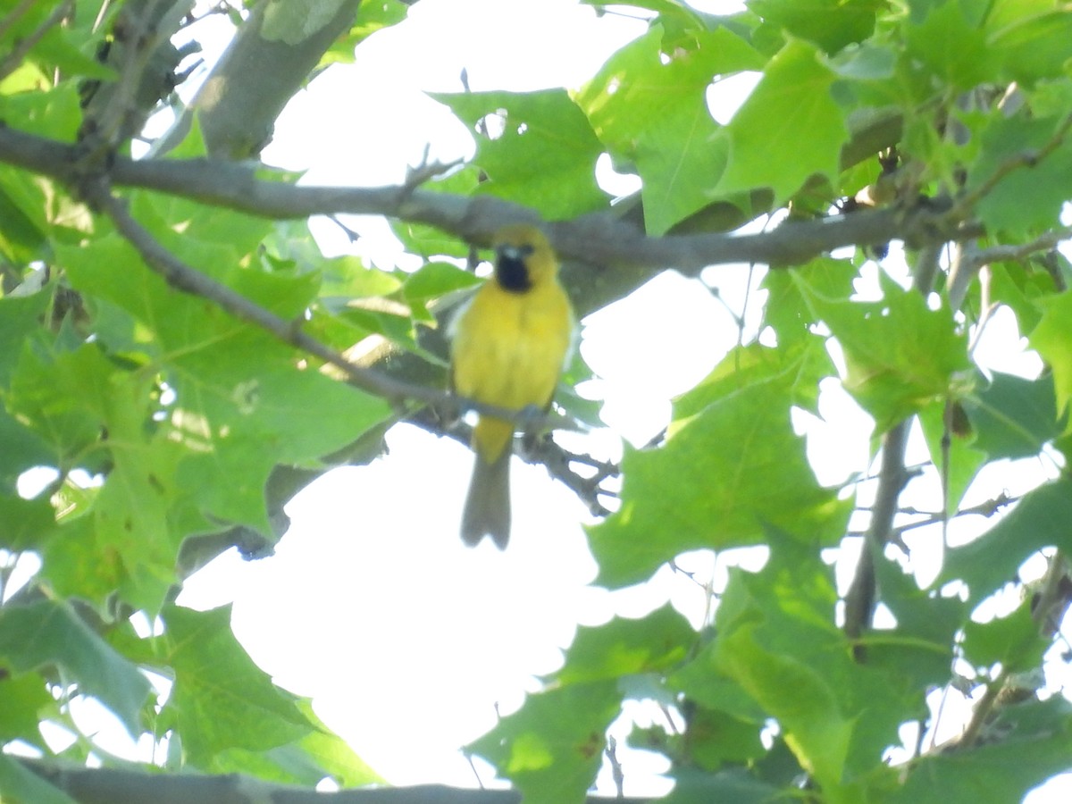 Orchard Oriole - ML620156058