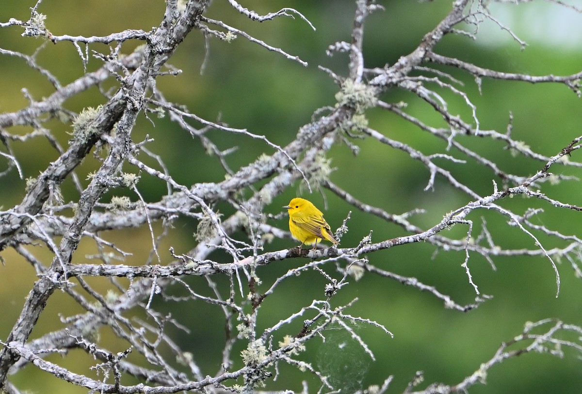 Yellow Warbler - ML620156072
