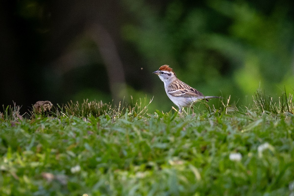 Chipping Sparrow - ML620156074