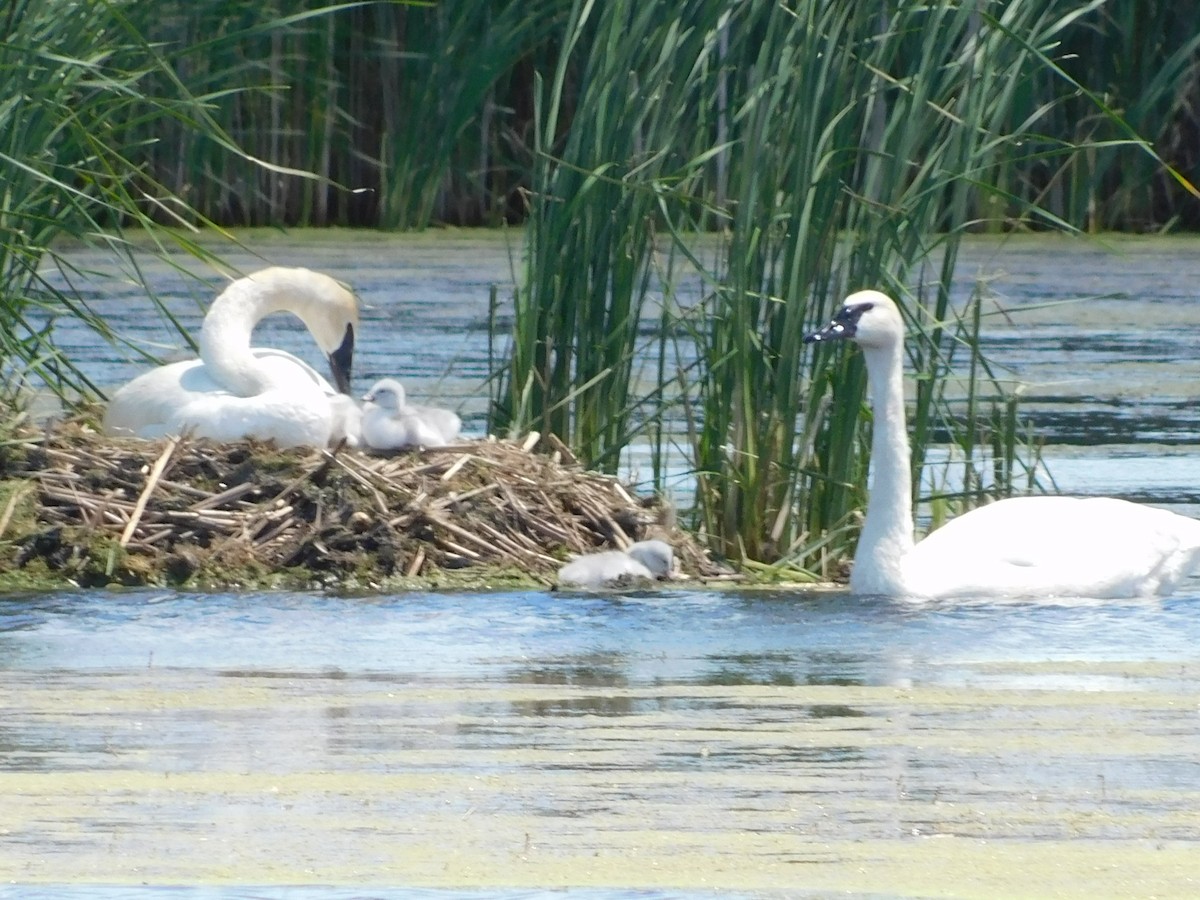 Trumpeter Swan - ML620156075