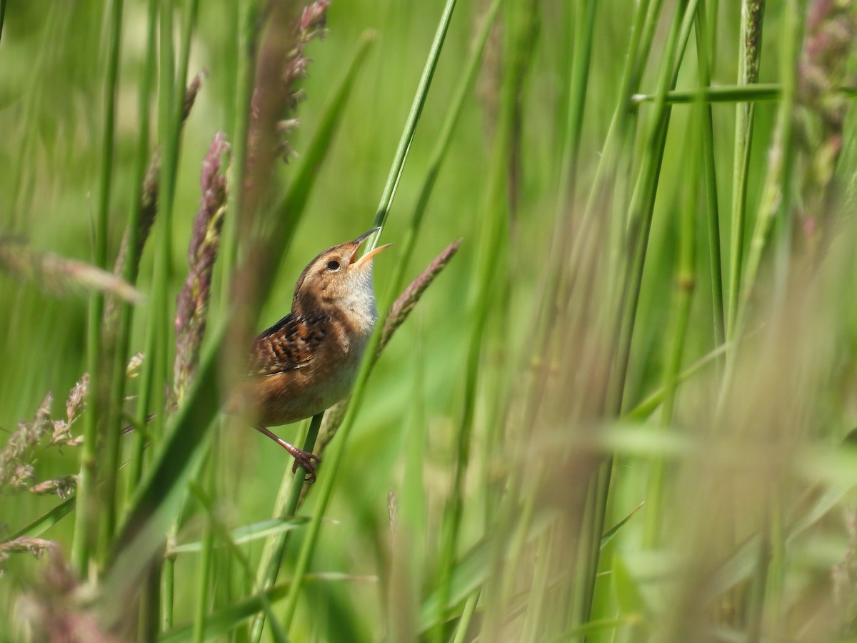 Sedge Wren - ML620156086