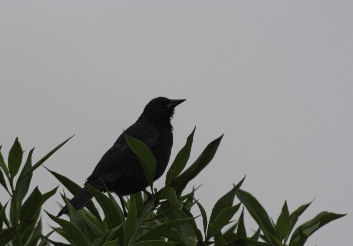 Austral Blackbird - ML620156088