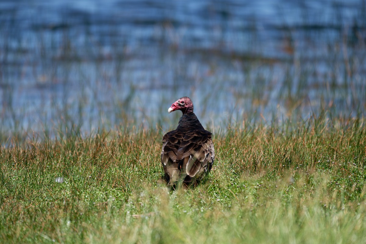 Turkey Vulture (Northern) - ML620156089