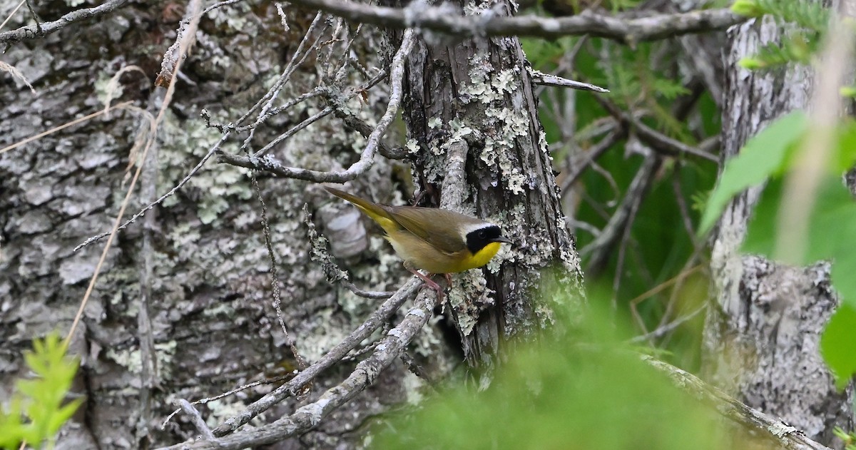 Common Yellowthroat - ML620156095