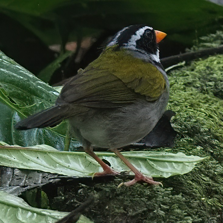 Orange-billed Sparrow - ML620156096