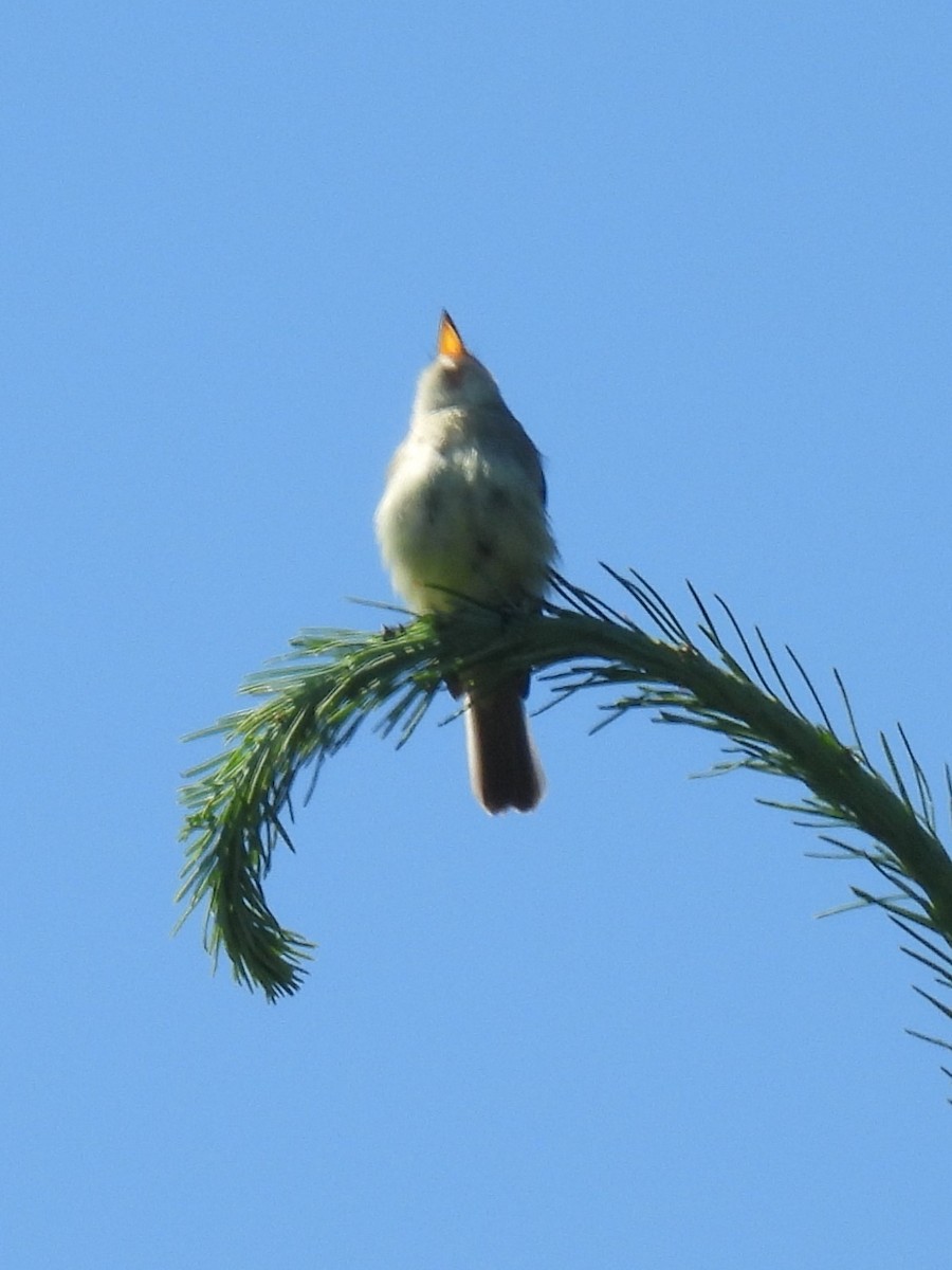 Willow Flycatcher - ML620156138