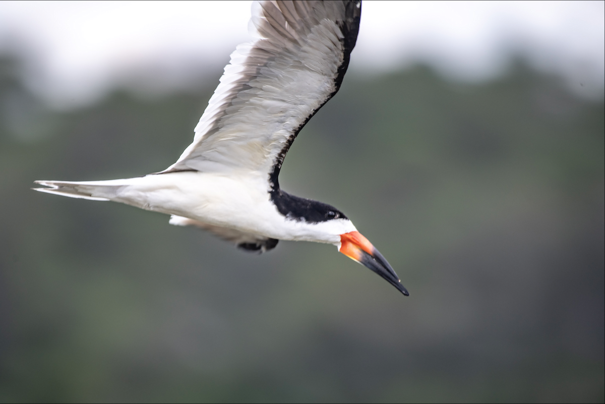 Black Skimmer - ML620156141