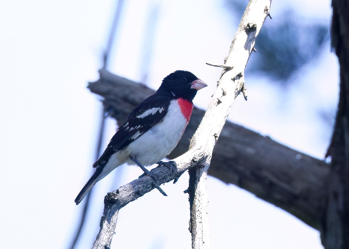 Rose-breasted Grosbeak - ML620156143