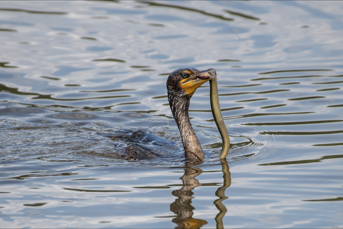 Double-crested Cormorant - ML620156146