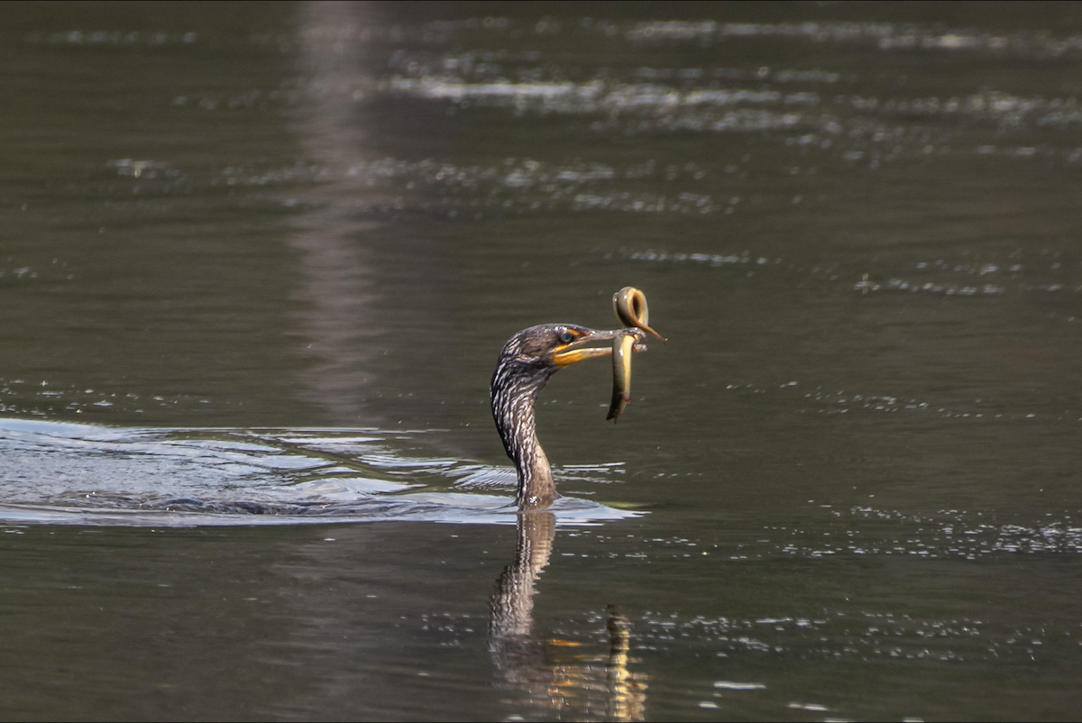 Double-crested Cormorant - Lauren Davies