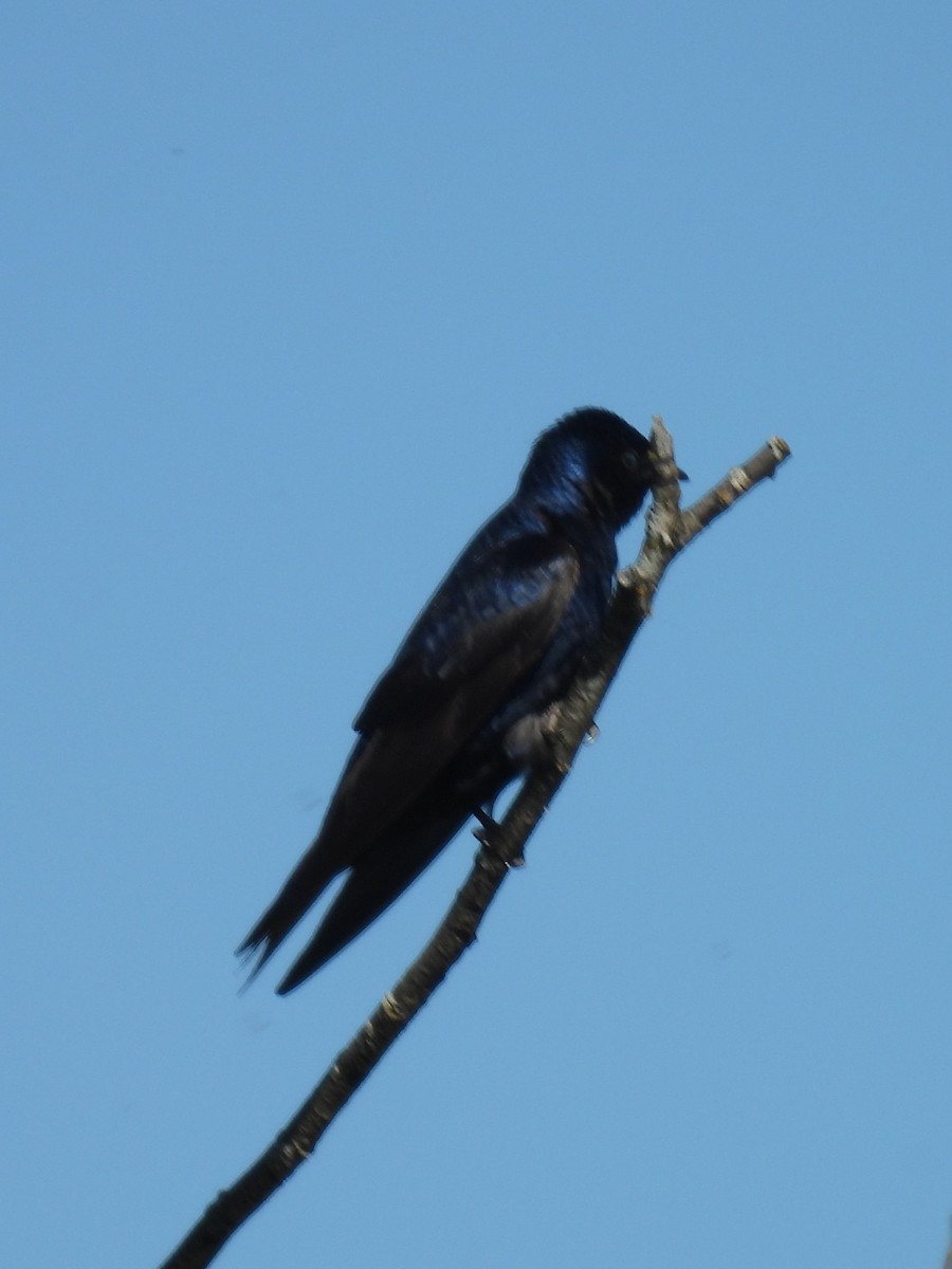 Purple Martin - ML620156148