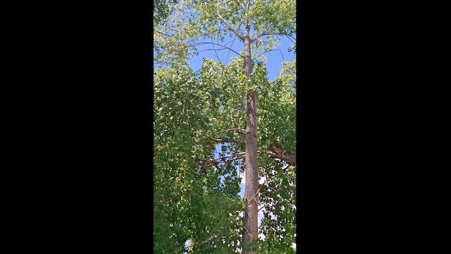 Vireo, unbestimmt - ML620156153
