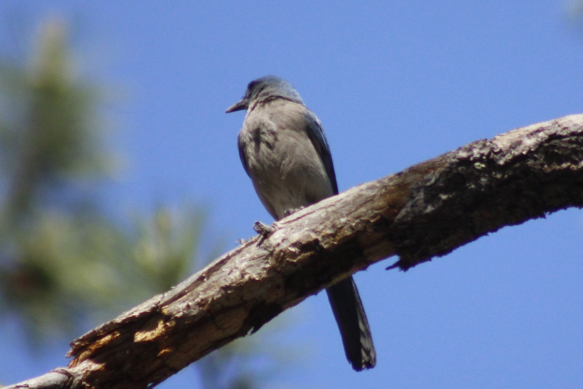 Mexican Jay - ML620156154