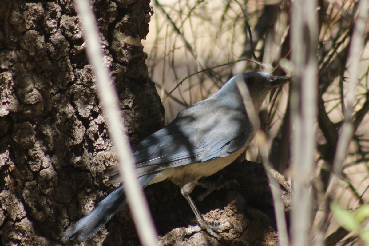 Mexican Jay - ML620156155