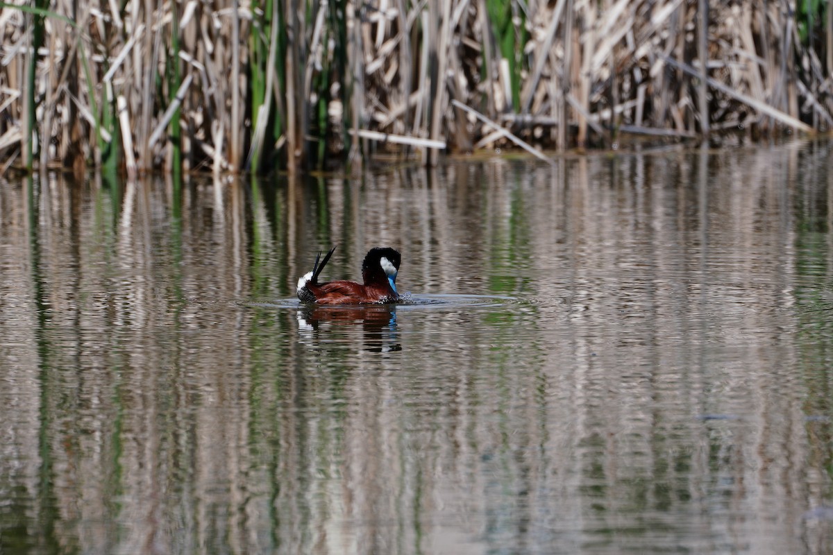 Ruddy Duck - ML620156157