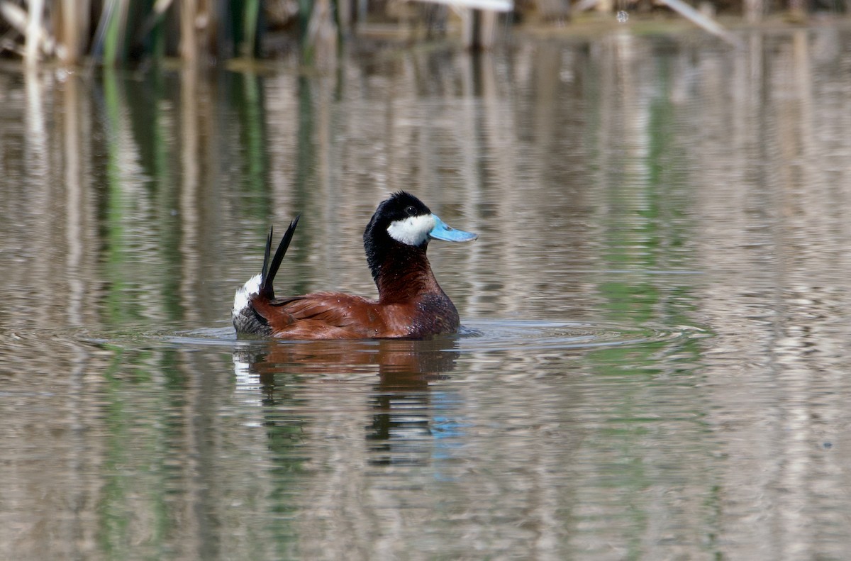 Ruddy Duck - ML620156158