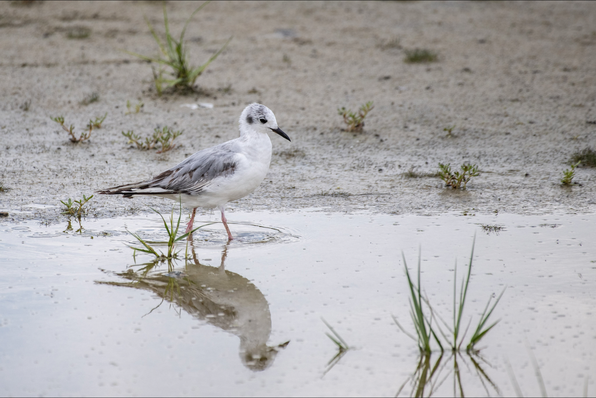 Bonaparte's Gull - ML620156165