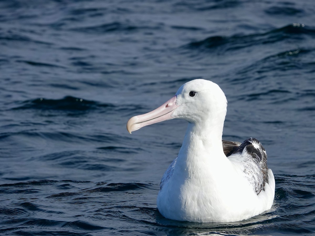albatros královský - ML620156168