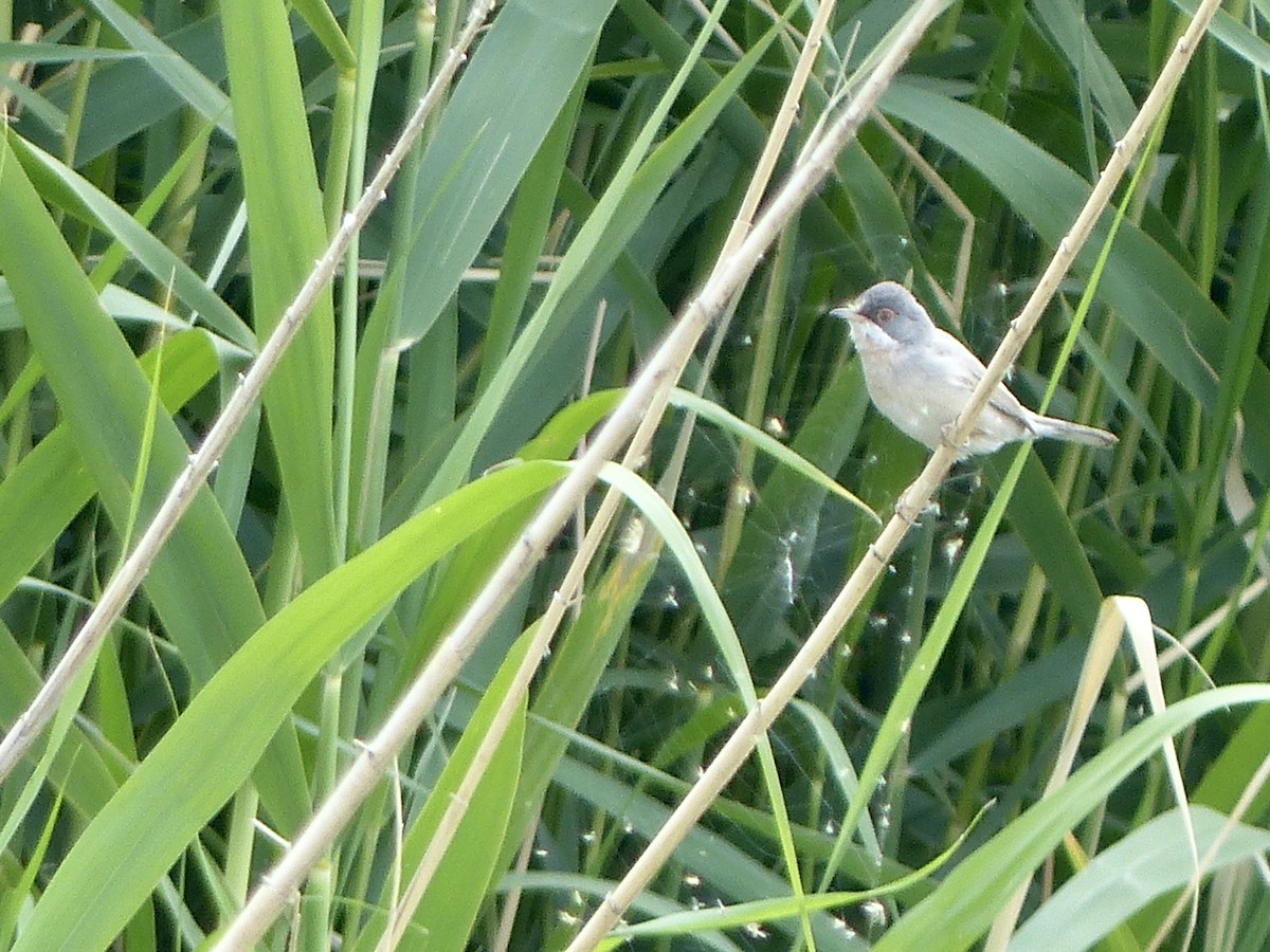 Menetries's Warbler - ML620156172