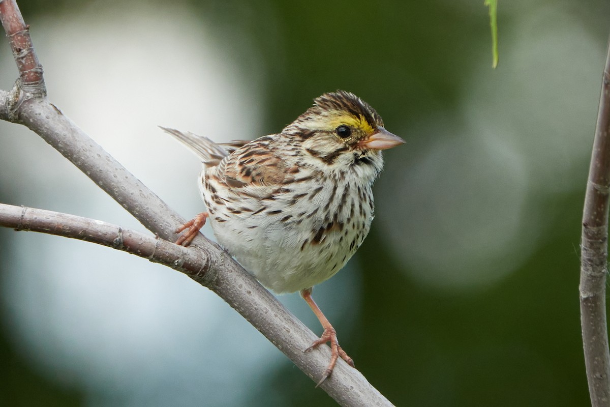 Savannah Sparrow - ML620156179