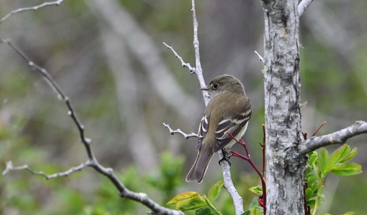 Alder Flycatcher - ML620156180