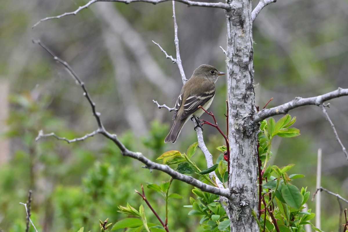 Alder Flycatcher - ML620156181