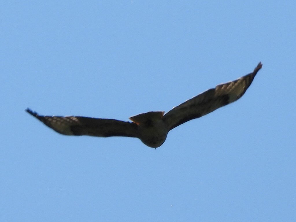 Red-tailed Hawk - ML620156192