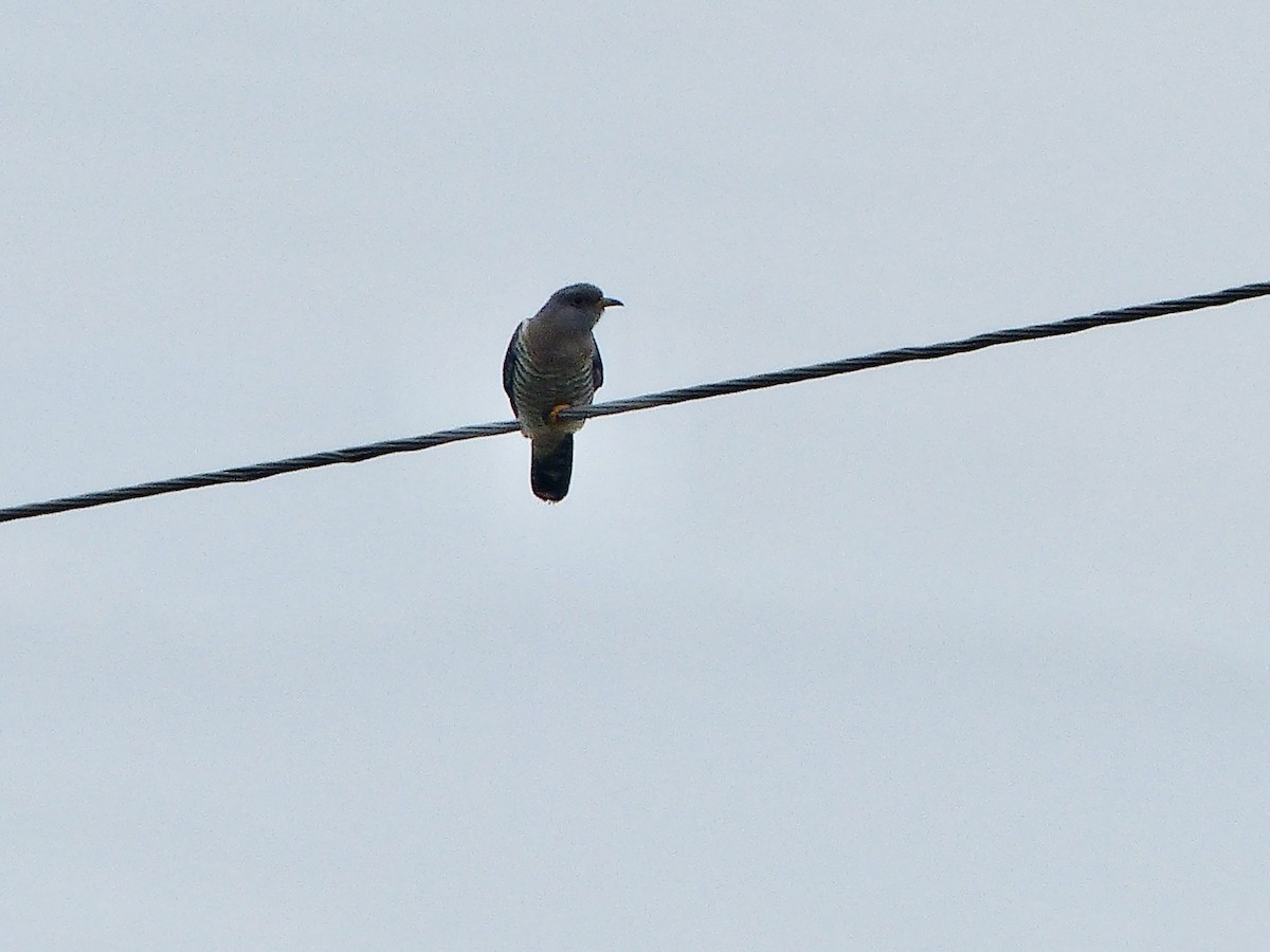 Common Cuckoo - ML620156203