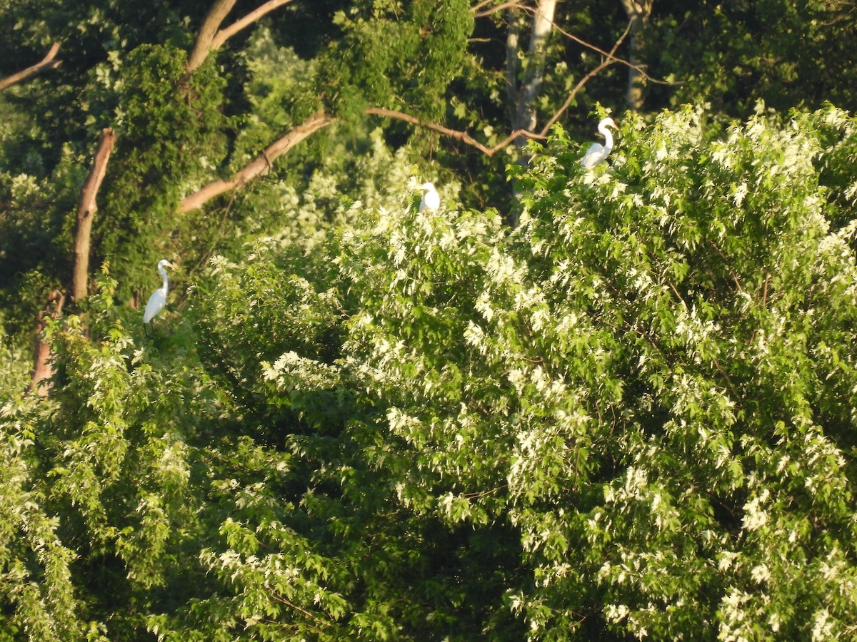 Great Egret - ML620156229