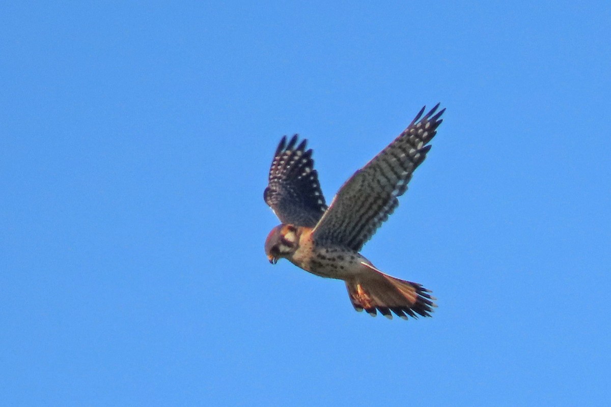 American Kestrel - ML620156255