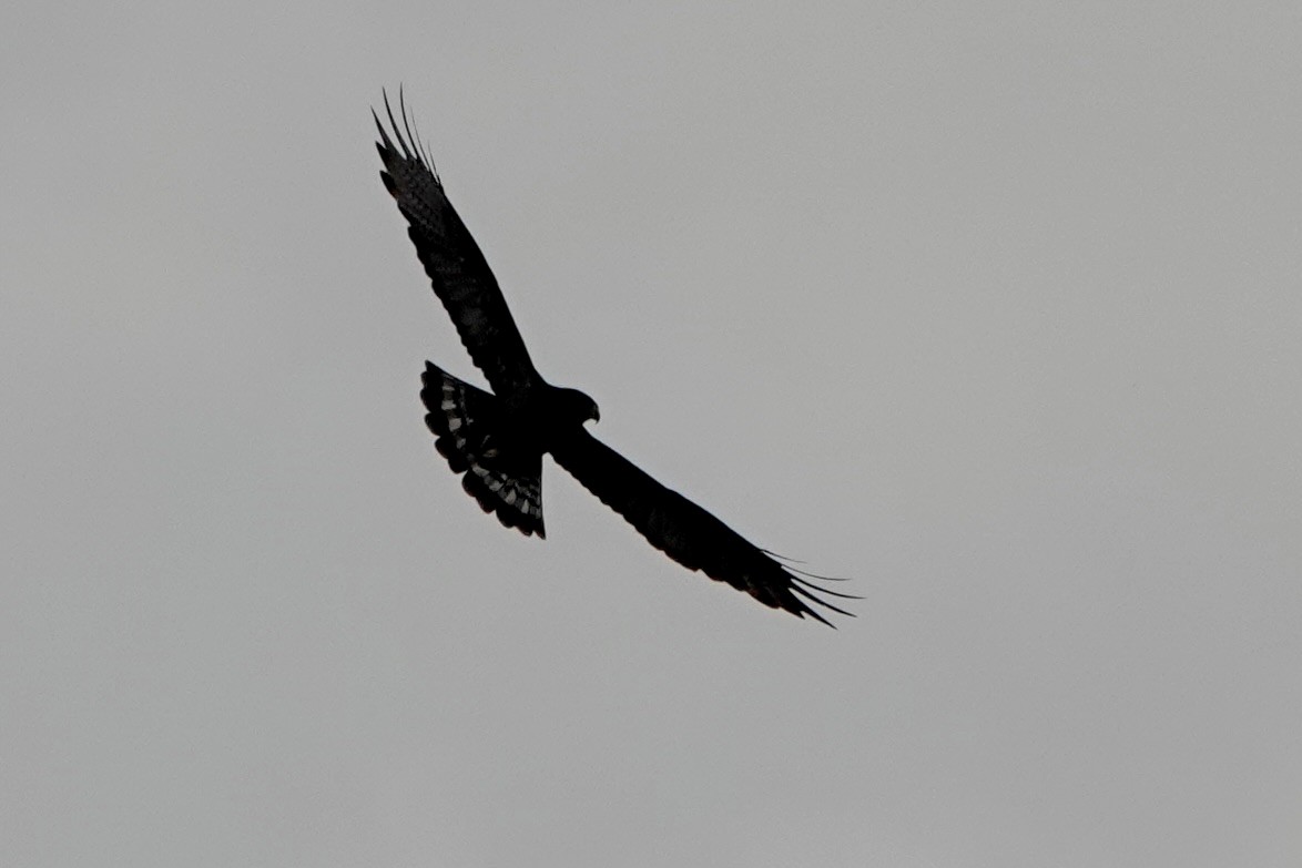 Zone-tailed Hawk - ML620156278