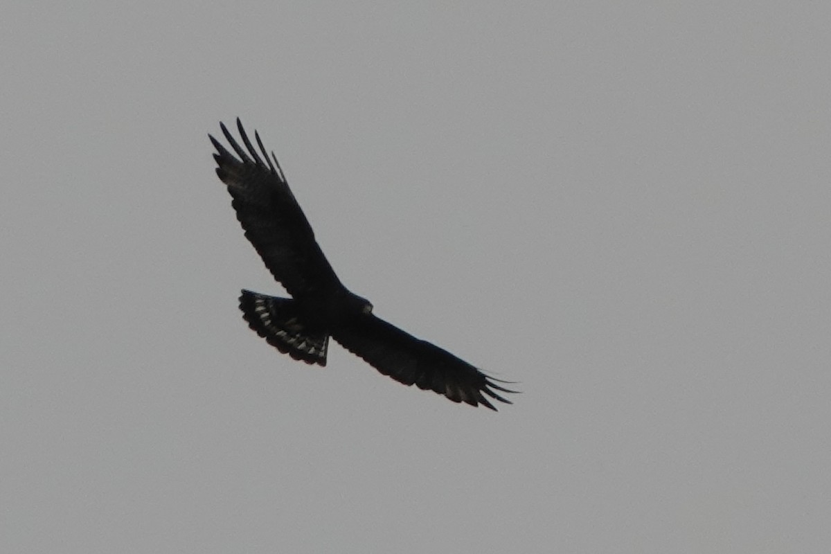 Zone-tailed Hawk - ML620156283