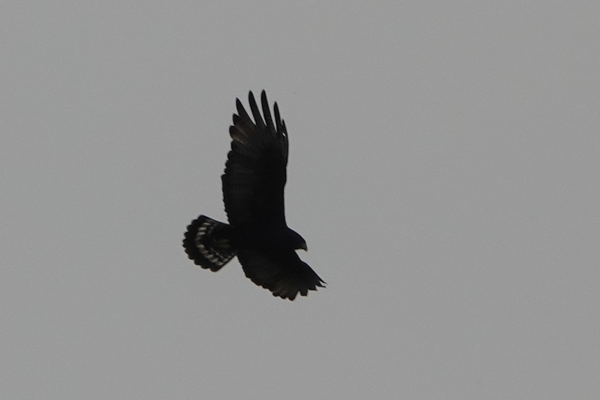 Zone-tailed Hawk - ML620156285