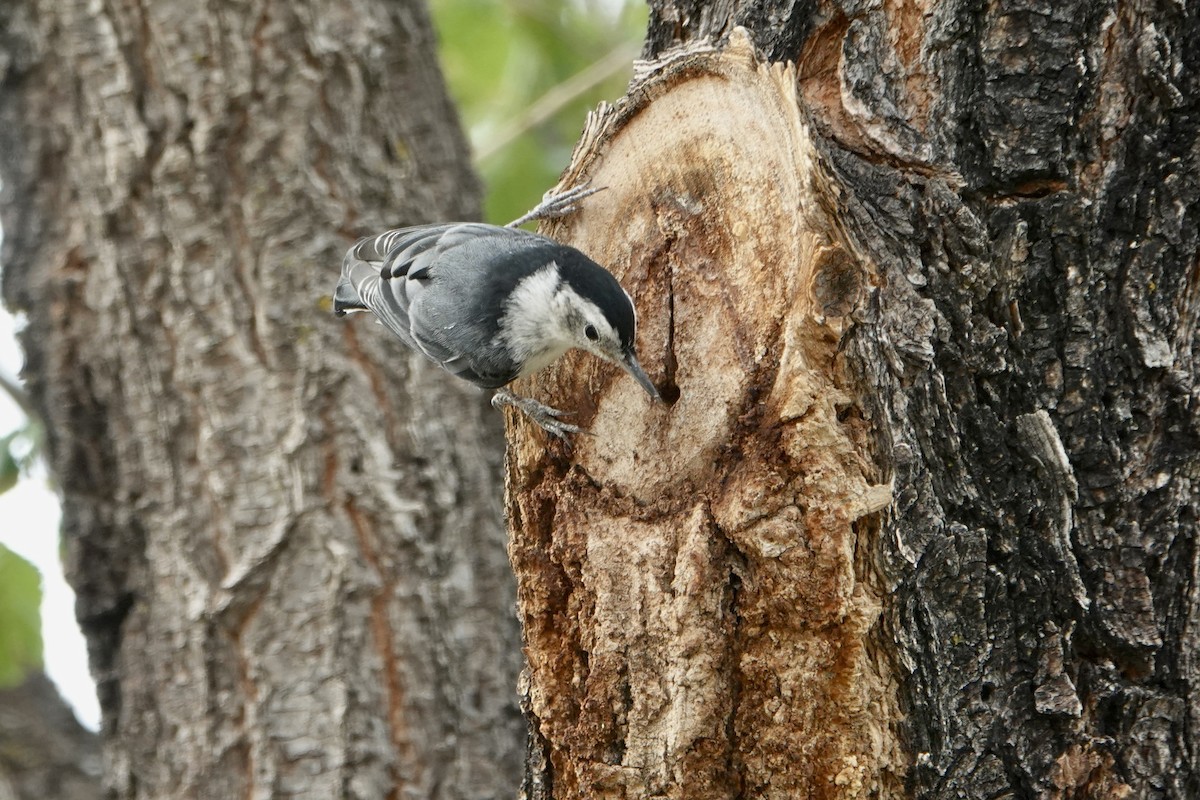White-breasted Nuthatch - ML620156287