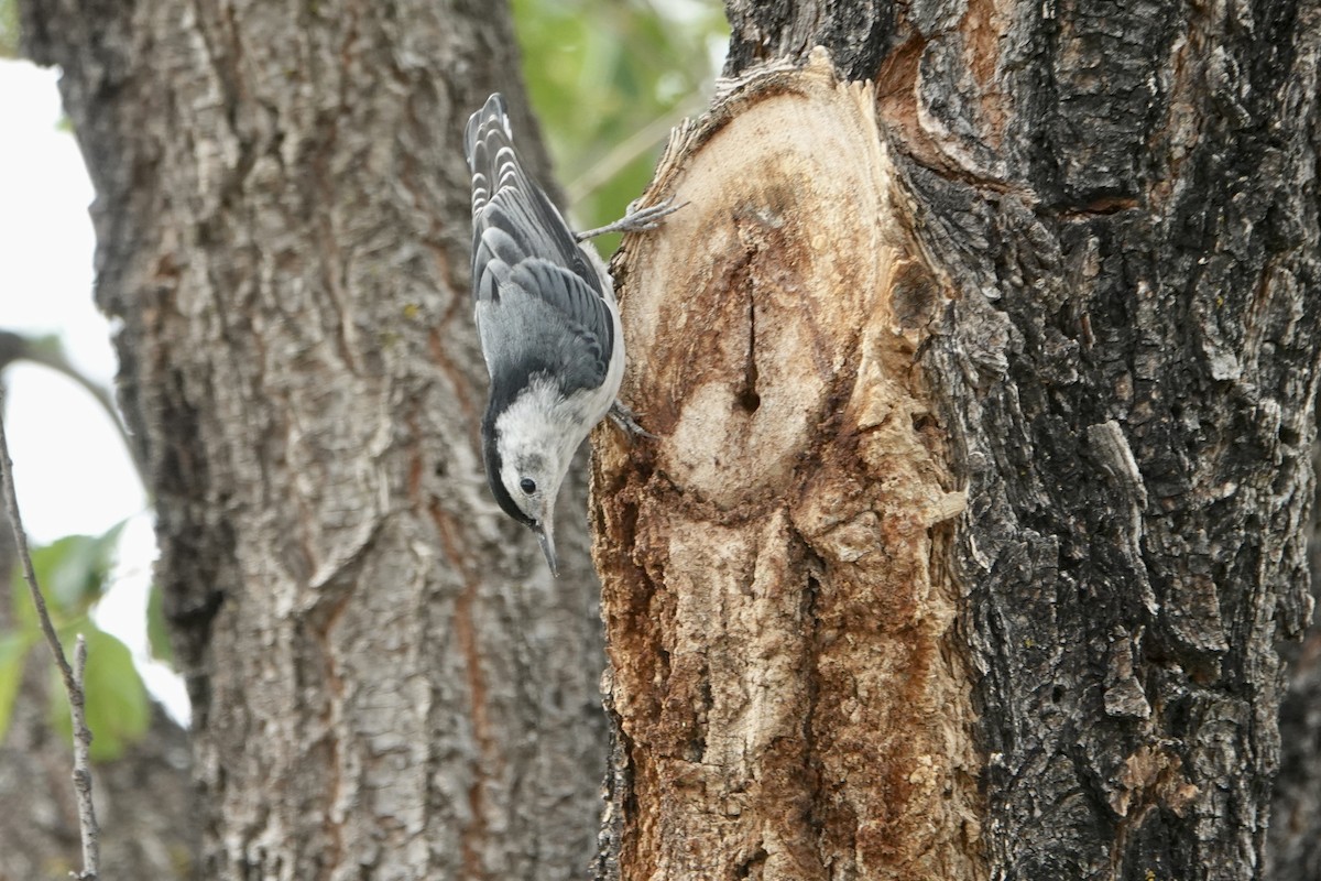 White-breasted Nuthatch - ML620156289