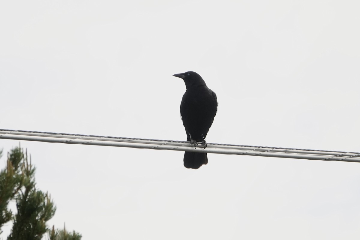 American Crow - ML620156294